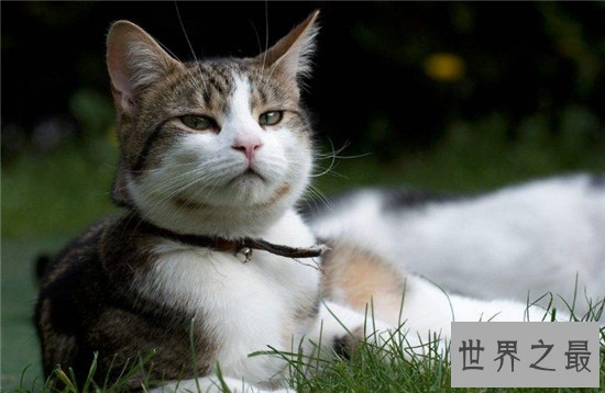 家猫的寿命在15年左右，很少的猫能活过20年