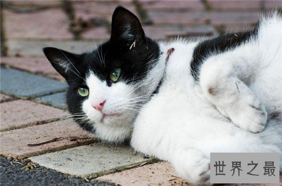 家猫的寿命在15年左右，很少的猫能活过20年