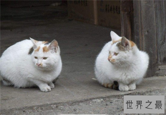 家猫的寿命在15年左右，很少的猫能活过20年