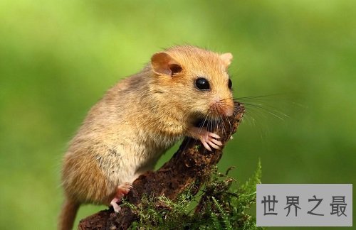 世界最能睡动物睡鼠，睡眠时间妥妥秒杀大熊猫蛇乌龟！