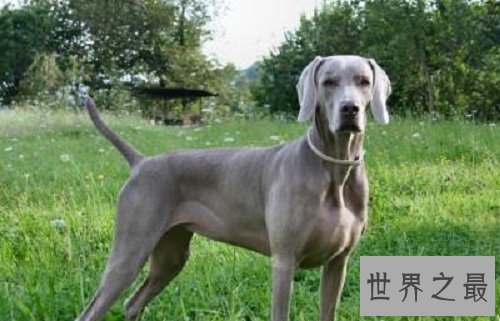 威玛犬狗中贵族，你了解它多少呢？