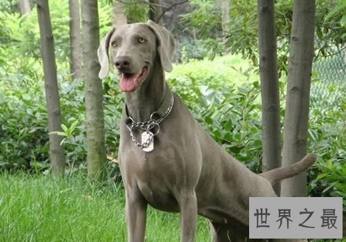 威玛犬狗中贵族，你了解它多少呢？