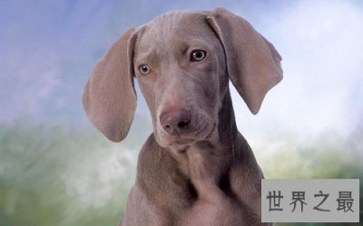 ​威玛犬狗中贵族，你了解它多少呢？