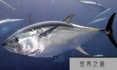 ​最贵的食用鱼是什么鱼？一条售价1190万人民币