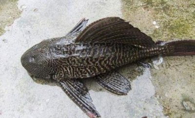 ​世界最脏鱼十大排名 撅嘴鲢鱼榜上有名 清道夫荣登榜首