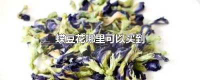 蝶豆花哪里可以买到