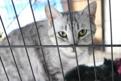 猫一个月吃多少斤猫粮?这与猫的身体年龄大小有关系吗?