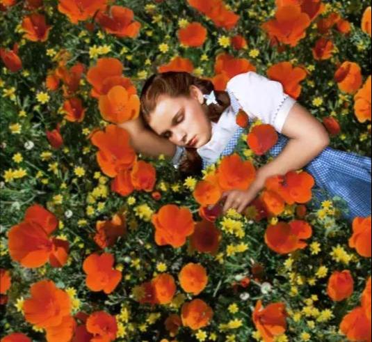 关于绿野仙踪的十部电影(歌舞片长久不衰80年绿野仙踪的贡献)(14)