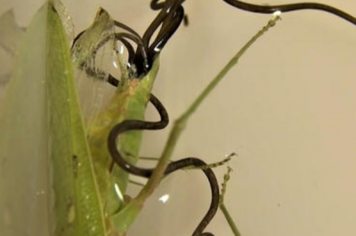 ​铁线虫的天敌是什么?寄生于节肢动物体内(基本无天敌)