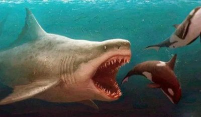 巨齿鲨的四个天敌(巨齿鲨到底有多大,有天敌吗让我们一起来了解)