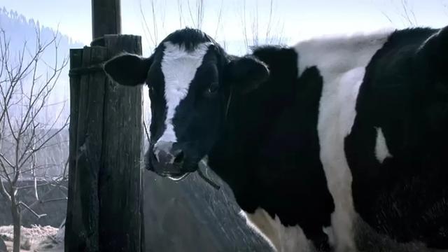 黄渤最棒的12部电影(一部黄渤和一头牛斗演技的电影)(2)