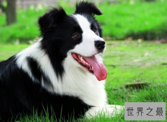 可爱！世界名犬排行榜大盘点，你见过几个呢？