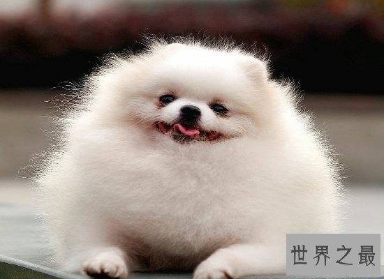 可爱！世界名犬排行榜大盘点，你见过几个呢？