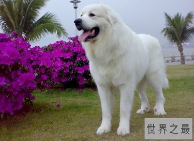 ​可爱！世界名犬排行榜大盘点，你见过几个呢？