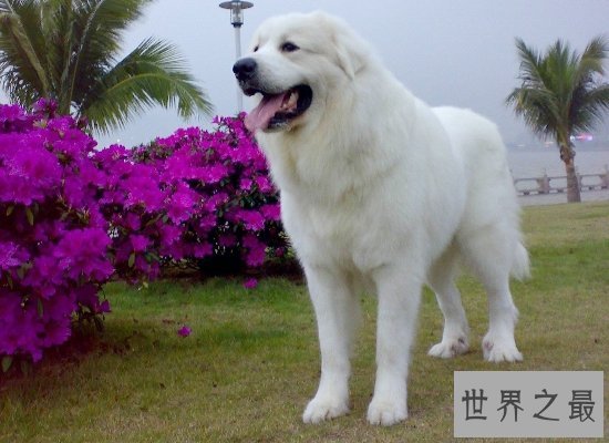 可爱！世界名犬排行榜大盘点，你见过几个呢？