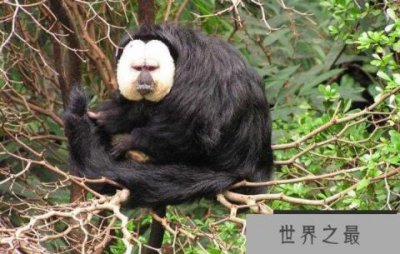 ​世界上最小的僧面猴，白脸僧面猴体长约35厘米