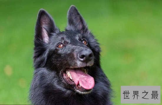 比利时黑色牧羊犬，警察叔叔最得力好助手