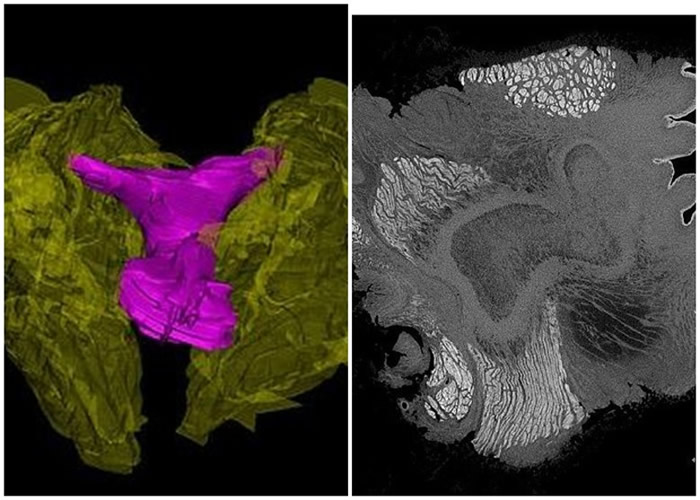 海豚的阴蒂包皮下，亦有很多神经。
