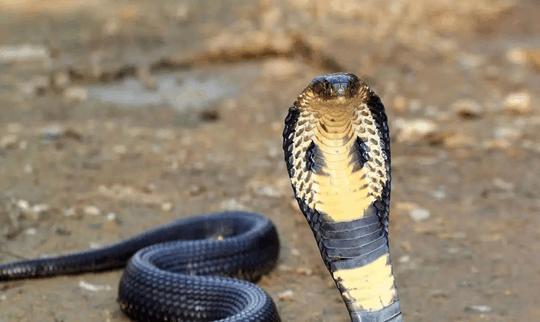 蟒蛇与眼镜王蛇掐架 最终结果真让人想不到!