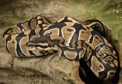 ​蟒蛇与眼镜王蛇掐架 最终结果真让人想不到!