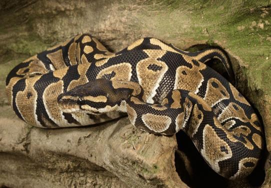 蟒蛇与眼镜王蛇掐架 最终结果真让人想不到!