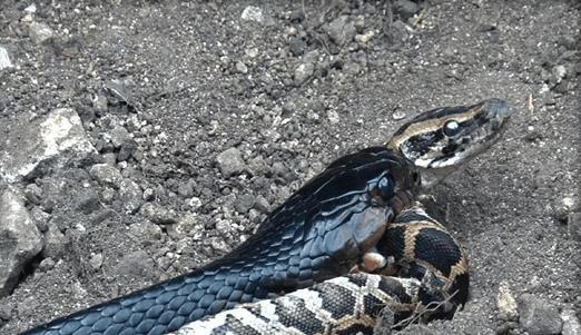 蟒蛇与眼镜王蛇掐架 最终结果真让人想不到!