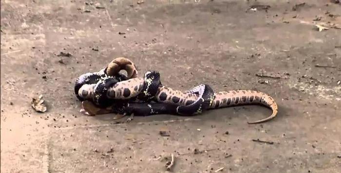 蟒蛇与眼镜王蛇掐架 最终结果真让人想不到!