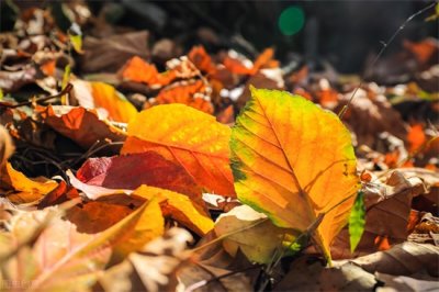 描写秋天的诗句唯美(七首秋天的诗词,充满诗意,唯美动人)