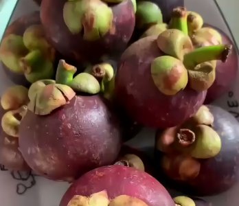 山竹生长环境和温度(山竹生长环境和温度有关吗)