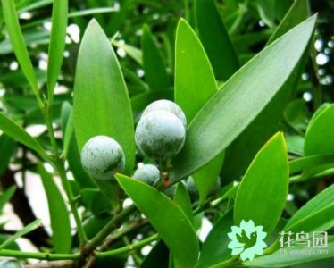 竹柏怎么养 竹柏养殖方法与注意事项