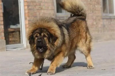 ​不建议养的10种狗：凶猛让人害怕(拆家难以接受)