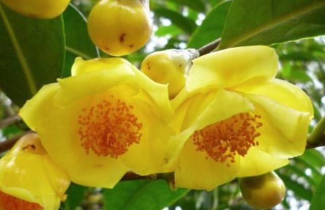 广西最“低调”的公园，拥有“植物界的大熊猫”