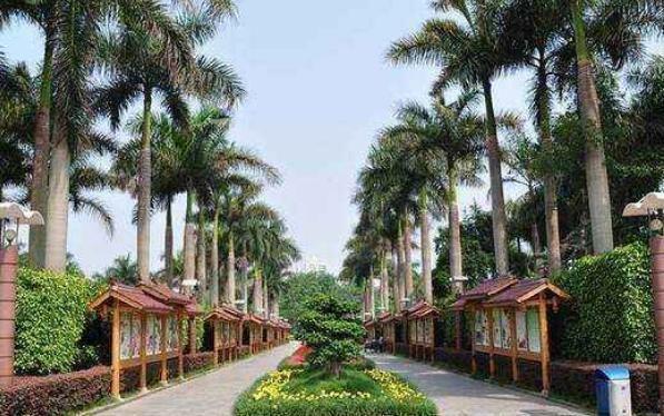 广西最“低调”的公园，拥有“植物界的大熊猫”