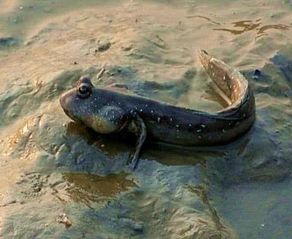 地球上“最辛苦”的鱼：它们花3亿年爬上滩涂，却遇上了广东人！