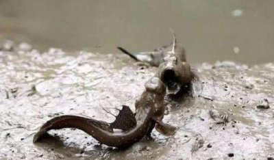 ​地球上“最辛苦”的鱼：它们花3亿年爬上滩涂，却遇上了广东人！