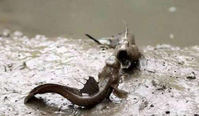 地球上“最辛苦”的鱼：它们花3亿年爬上滩涂，却遇上了广东人！