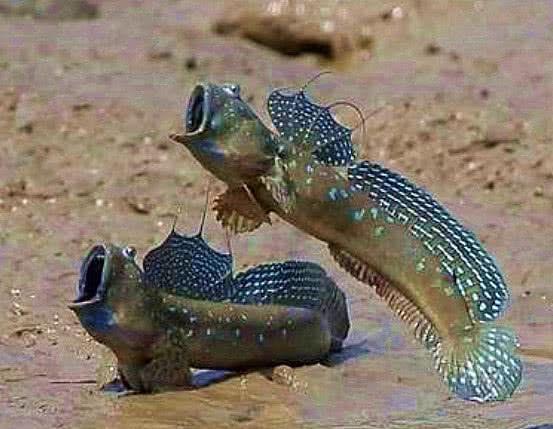 地球上“最辛苦”的鱼：它们花3亿年爬上滩涂，却遇上了广东人！