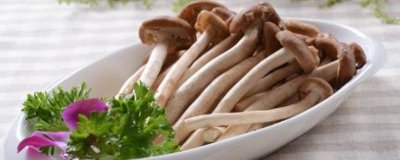 茶树菇禁忌食材 茶树菇的吃法和食用注意事项