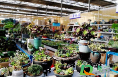 花卉市场买花有什么坑吗