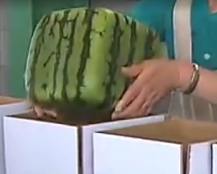 在日本最昂贵的几种水果，究竟昂贵的原因是啥？看完就明白了