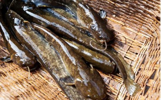 被黑的最惨的鱼，人称“垃圾鱼”，其实比鲫鱼还香，红烧后特香