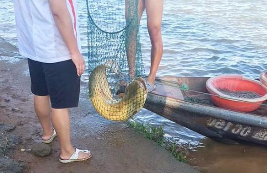 被黑的最惨的鱼，人称“垃圾鱼”，其实比鲫鱼还香，红烧后特香