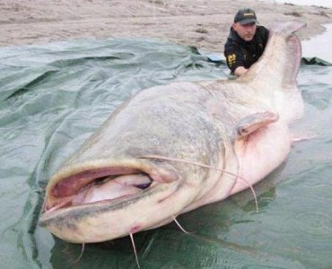 ​被黑的最惨的鱼，人称“垃圾鱼”，其实比鲫鱼还香，红烧后特香