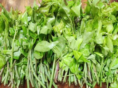 ​素炒一份苦刺心，舌尖上的味蕾，微苦回甘清血解毒，潮汕人的最爱