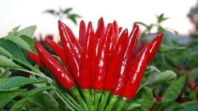 ​4种辣到极点的辣椒，朝天椒只能排最后一位，第一名辣到无法想象