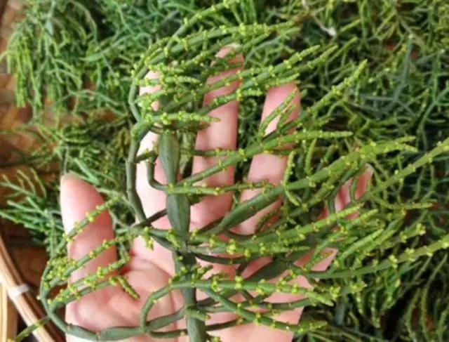 常见寄生植物有哪些(农村一种寄生植物)(5)