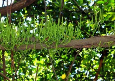 常见寄生植物有哪些(农村一种寄生植物)