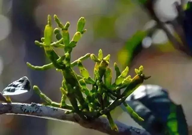 常见寄生植物有哪些(农村一种寄生植物)(3)