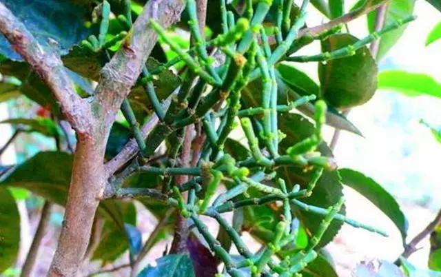 常见寄生植物有哪些(农村一种寄生植物)(4)