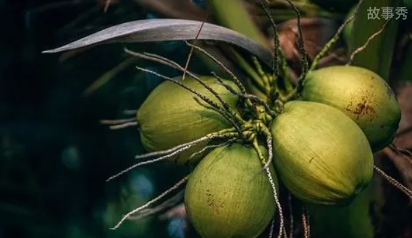 网络图片(侵删)